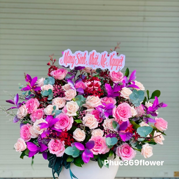 Chậu hoa hồng phối màu tím hồng lãng mạng 