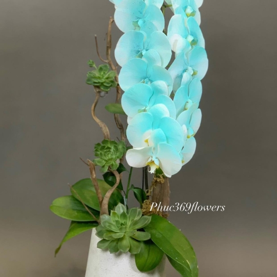 Hồ Điệp nhuộm xanh ngọc 