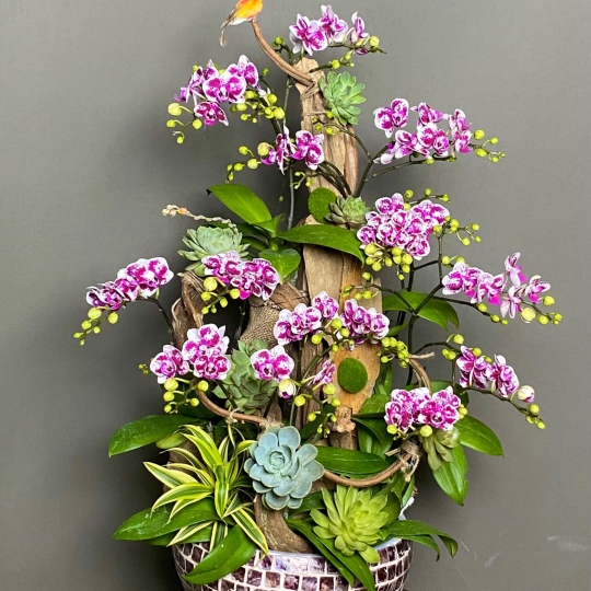 Hoa lan hồ điệp mini nhiều cành ghép lũa và sen đá 